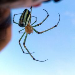 Leucauge blanda