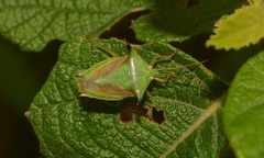 Edessa moschus