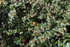 Berberis concinna