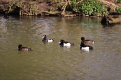 Aythya fuligula