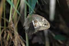 Dasyophthalma creusa