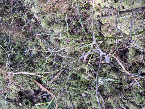 Vaccinium alaskaense