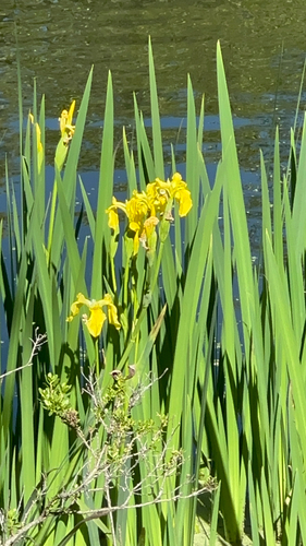 iNaturalist observation photo of Yellow Iris