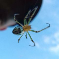 Leucauge blanda