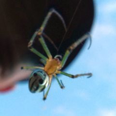 Leucauge blanda
