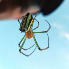Leucauge blanda