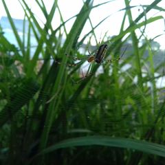Leucauge blanda