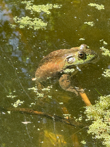 iNaturalist observation photo of American Bullfrog