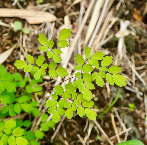 Thalictrum minus iNat (3)