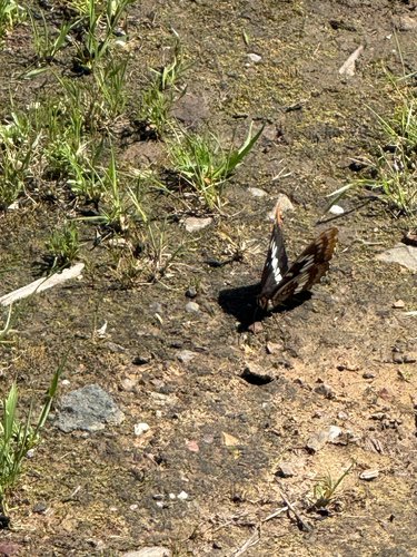 iNaturalist observation photo of Lorquin's Admiral