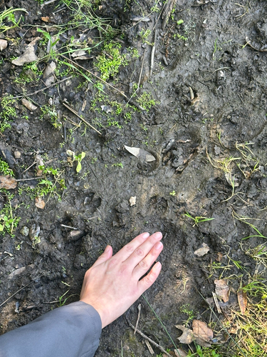 iNaturalist observation photo of Wild Boar