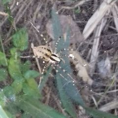 Agelenidae