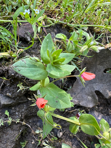 iNaturalist observation photo of scarlet pimpernel