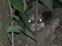Didelphis marsupialis