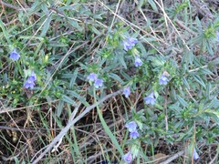 Glandora prostrata lusitanica