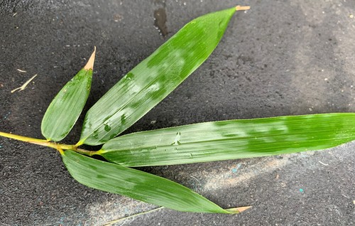 Phyllostachys aureosulcata