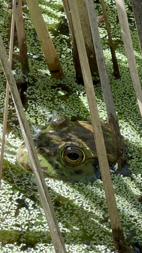iNaturalist observation photo of American Bullfrog