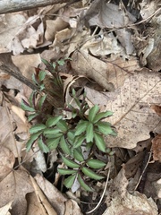 Hydrophyllum virginianum