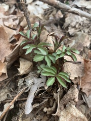 Hydrophyllum virginianum