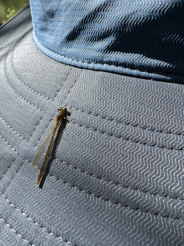 iNaturalist observation photo of Narrow-winged Damselflies