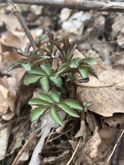 Hydrophyllum virginianum