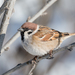 Eurasian Tree Sparrow - Photo (c) Dina Nesterkova, some rights reserved (CC BY-NC), uploaded by Dina Nesterkova