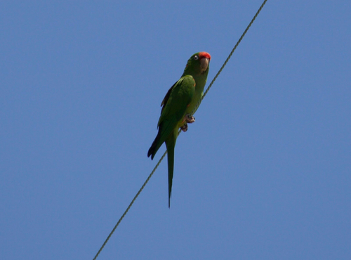 Conure mitrée