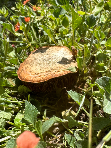 iNaturalist observation photo of Common Gilled Mushrooms and Allies