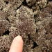 Lava-colonizing Lichen - Photo (c) brewbooks, some rights reserved (CC BY-SA), uploaded by brewbooks