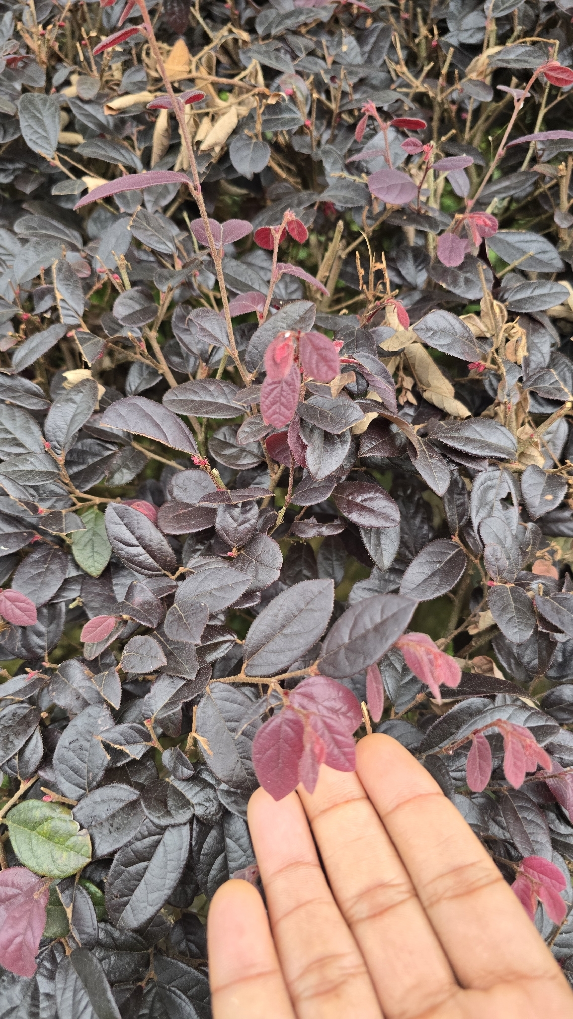 Loropetalum chinense (Loropetalum chinense)