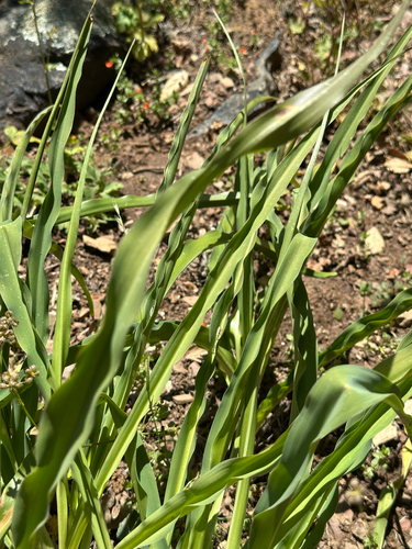 iNaturalist observation photo of wavy-leafed soap plant