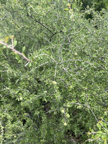 Prunus minutiflora