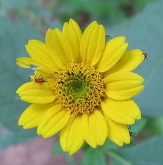 Uroleucon obscuricaudatum