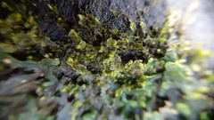 Chiloscyphus polyanthos