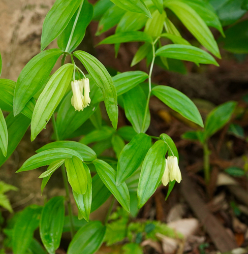 Disporum sessile iNat (3)