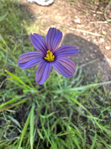 iNaturalist observation photo of western blue-eyed grass