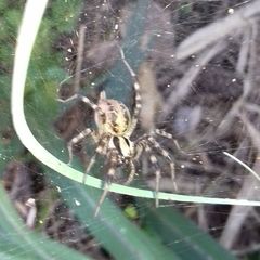 Agelenidae