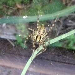 Agelenidae