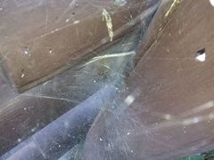 Agelenidae
