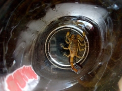 Centruroides flavopictus