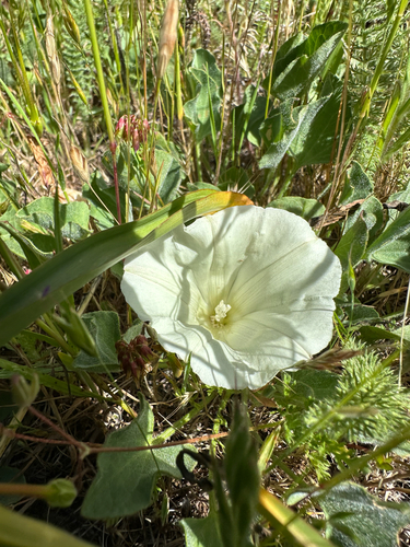 iNaturalist observation photo of Hillside False Bindweed
