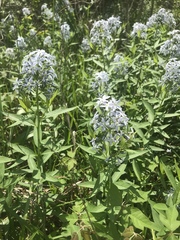 Amsonia rigida