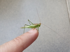 Conocephalus longipes