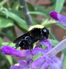 Bombus bellicosus