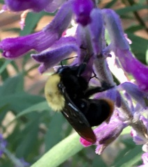 Bombus bellicosus