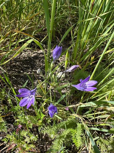 iNaturalist observation photo of Ithuriel's Spear