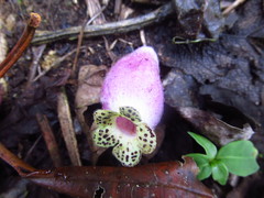Kohleria affinis