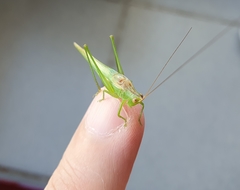 Conocephalus longipes