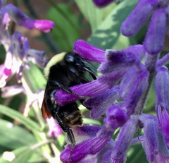 Bombus bellicosus