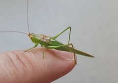 Conocephalus longipes
